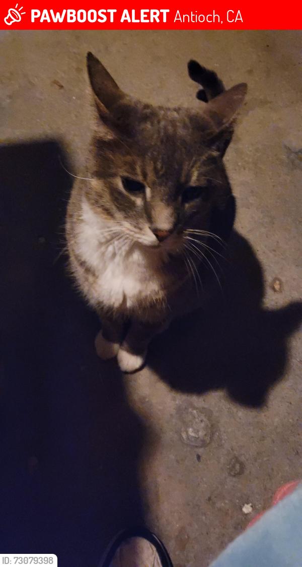 Lost Male Cat last seen Cambridge and Lafayette dr, Antioch, CA 94509