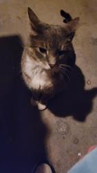 Lost Male Cat last seen Cambridge and Lafayette dr, Antioch, CA 94509