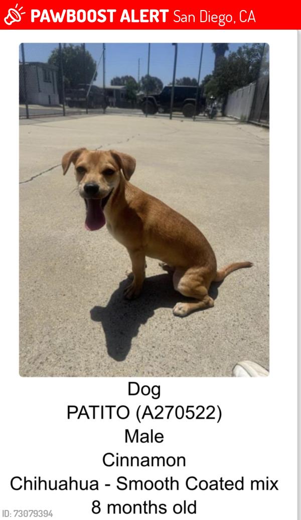 Lost Male Dog last seen Last seen near Howard Ave and San Ysidro Blvd, San Diego, CA 92173
