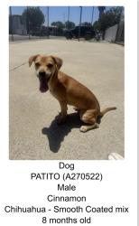Lost Male Dog last seen Last seen near Howard Ave and San Ysidro Blvd, San Diego, CA 92173