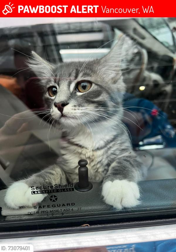 Lost Male Cat last seen NE fourth plain blvd, Vancouver, WA 98682