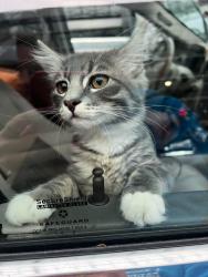 Lost Male Cat last seen NE fourth plain blvd, Vancouver, WA 98682