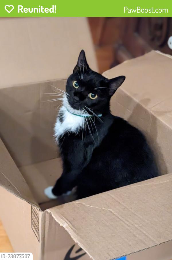 Reunited Male Cat last seen Rose Tree School , Upper Providence Township, PA 19063