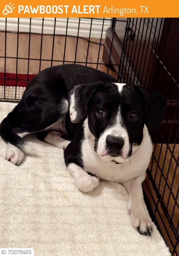 Found/Stray Unknown Dog last seen Sublett and 287, Arlington, TX 76001