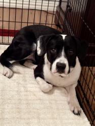 Found/Stray Unknown Dog last seen Sublett and 287, Arlington, TX 76001