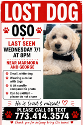 Reunited Male Dog last seen Marmora and George , Chicago, IL 60634