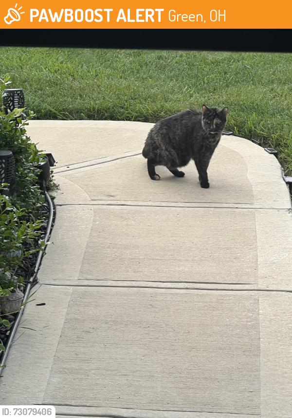 Found/Stray Unknown Cat last seen Boettler & Arlington, Green, OH 44685