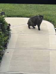 Found/Stray Unknown Cat last seen Boettler & Arlington, Green, OH 44685