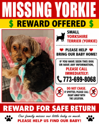 Lost Female Dog last seen Near 79th and between Pulaski and kedzie in terms of main streets, Chicago, IL 60652