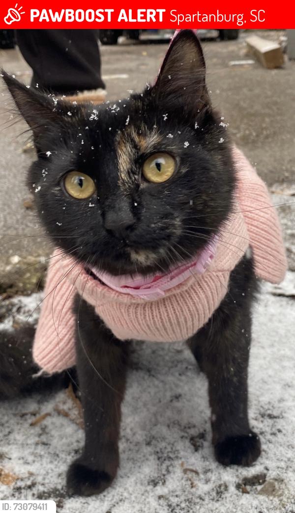 Lost Female Cat last seen Cleveland park, Spartanburg, SC 29303