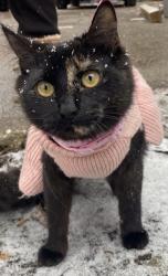 Lost Female Cat last seen Cleveland park, Spartanburg, SC 29303