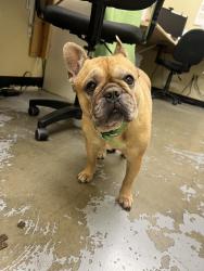 Found/Stray Female Dog last seen Southampton rd Benicia, Benicia, CA 94510
