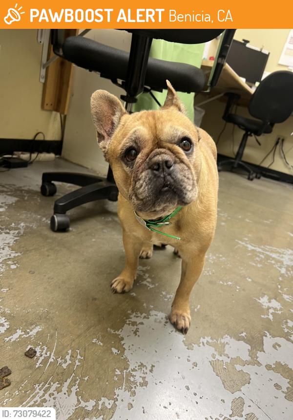 Found/Stray Female Dog last seen Southampton rd Benicia, Benicia, CA 94510