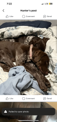 Lost Female Dog last seen Ace Hardware, Brandon, SD 57005