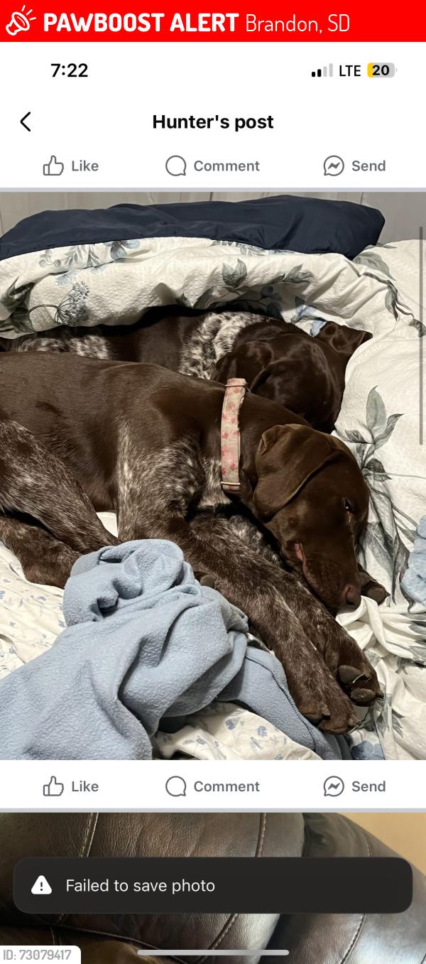 Lost Female Dog last seen Ace Hardware, Brandon, SD 57005