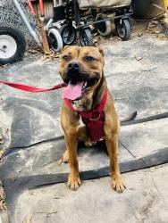 Lost Male Dog last seen Wouldn’t know my uncle had possession and lost him, Lafayette, LA 70500