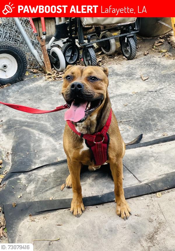 Lost Male Dog last seen Wouldn’t know my uncle had possession and lost him, Lafayette, LA 70500