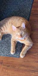 Lost Male Cat last seen Daniel St and 84th Rd, Queens, NY 11435