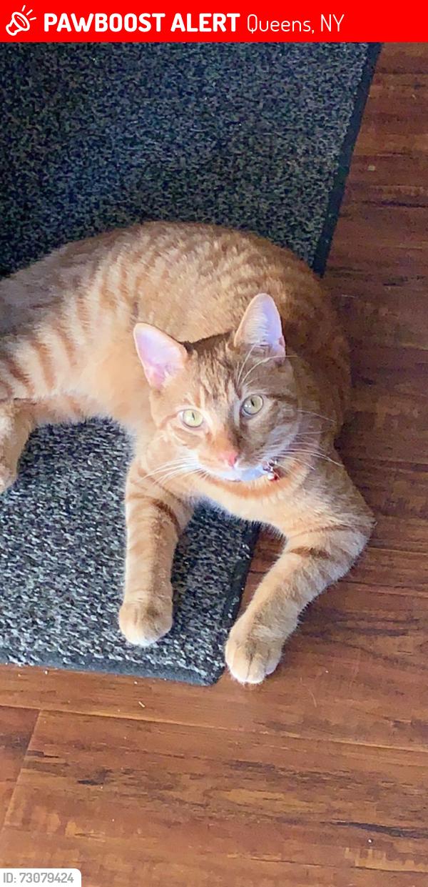 Lost Male Cat last seen Daniel St and 84th Rd, Queens, NY 11435