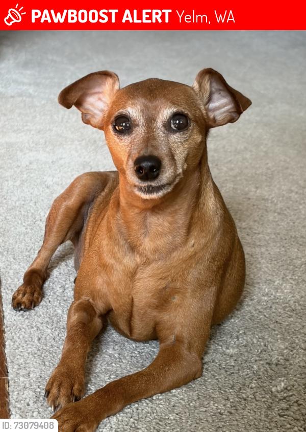 Lost Female Dog last seen Terra Valley St SE and Longmire, Yelm, WA 98597