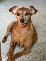 Lost Female Dog last seen Terra Valley St SE and Longmire, Yelm, WA 98597