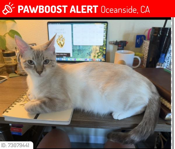 Lost Female Cat last seen Near crystal wood dr, Oceanside, CA 92058