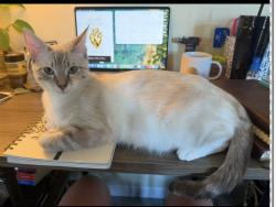 Lost Female Cat last seen Near crystal wood dr, Oceanside, CA 92058