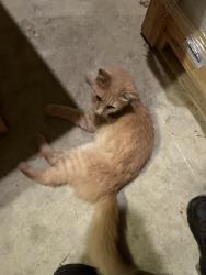 Found/Stray Male Cat last seen Ramey Rd, Delaplane Va, Fauquier County, VA 20115