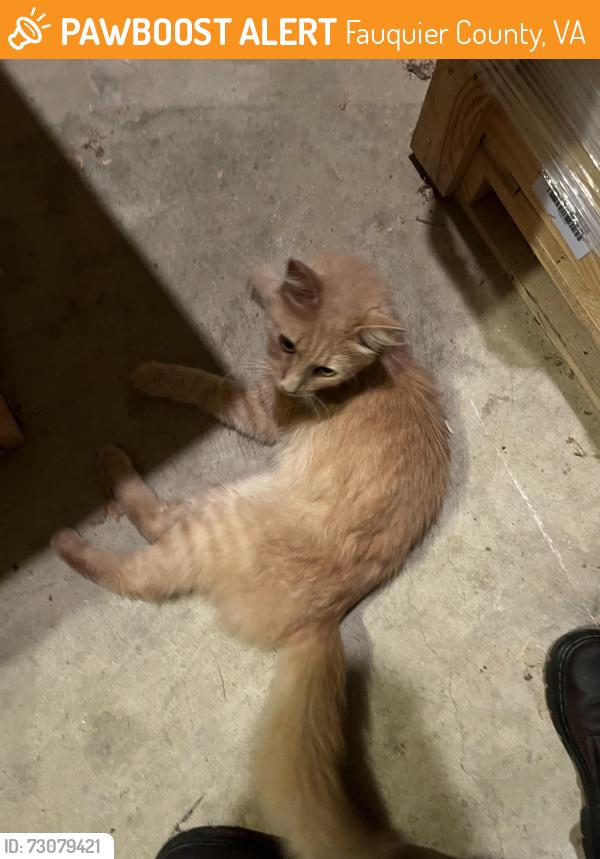 Found/Stray Male Cat last seen Ramey Rd, Delaplane Va, Fauquier County, VA 20115