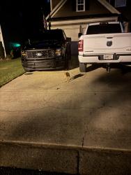 Found/Stray Male Dog last seen Ridgefair Dr, Cumming, GA 30040