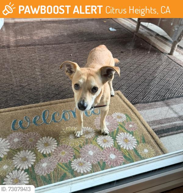 Found/Stray Male Dog last seen Andrea and Diablo, Citrus Heights, CA 95621