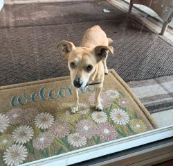 Found/Stray Male Dog last seen Andrea and Diablo, Citrus Heights, CA 95621
