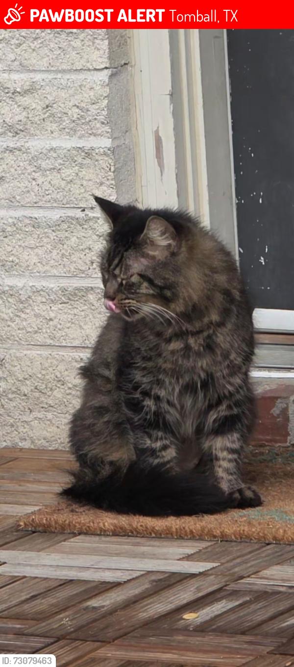 Lost Male Cat last seen Cherry Street/Theis Lane, Tomball, TX 77375