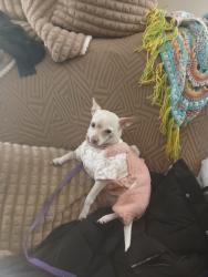 Lost Female Dog last seen Central and wyoming, Albuquerque, NM 87108