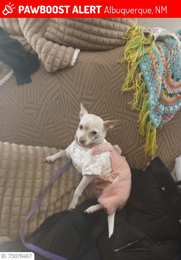 Lost Female Dog last seen Central and wyoming, Albuquerque, NM 87108
