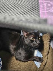 Found/Stray Male Cat last seen Jaquelin Drive, Hillsboro OR, Hillsboro, OR 97123