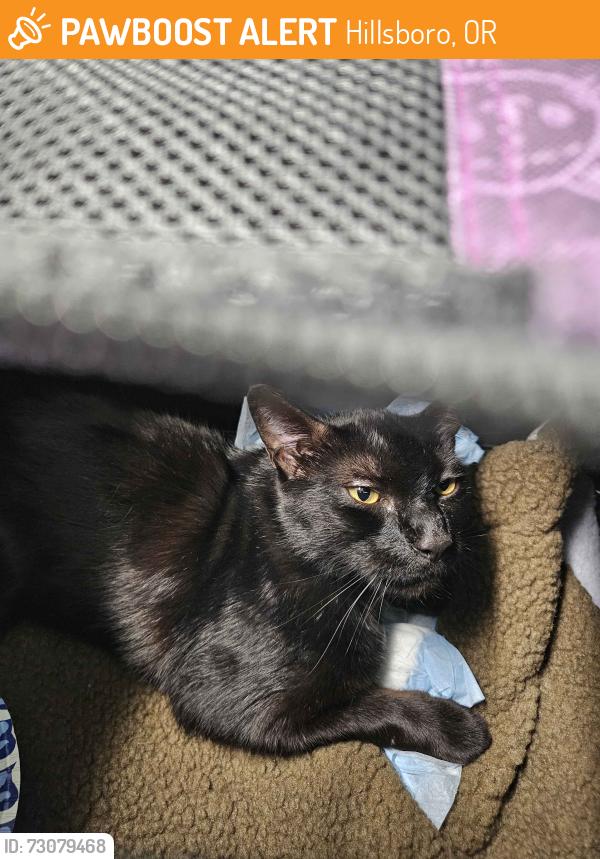 Found/Stray Male Cat last seen Jaquelin Drive, Hillsboro OR, Hillsboro, OR 97123