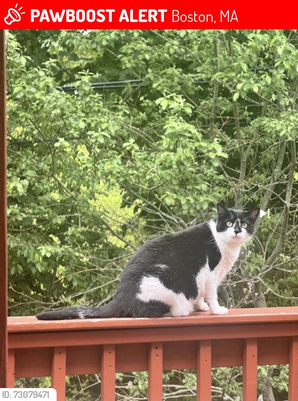 Lost Female Cat last seen Dorchester/ Gallivan Blvd, Boston, MA 02124