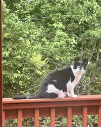 Lost Female Cat last seen Dorchester/ Gallivan Blvd, Boston, MA 02124