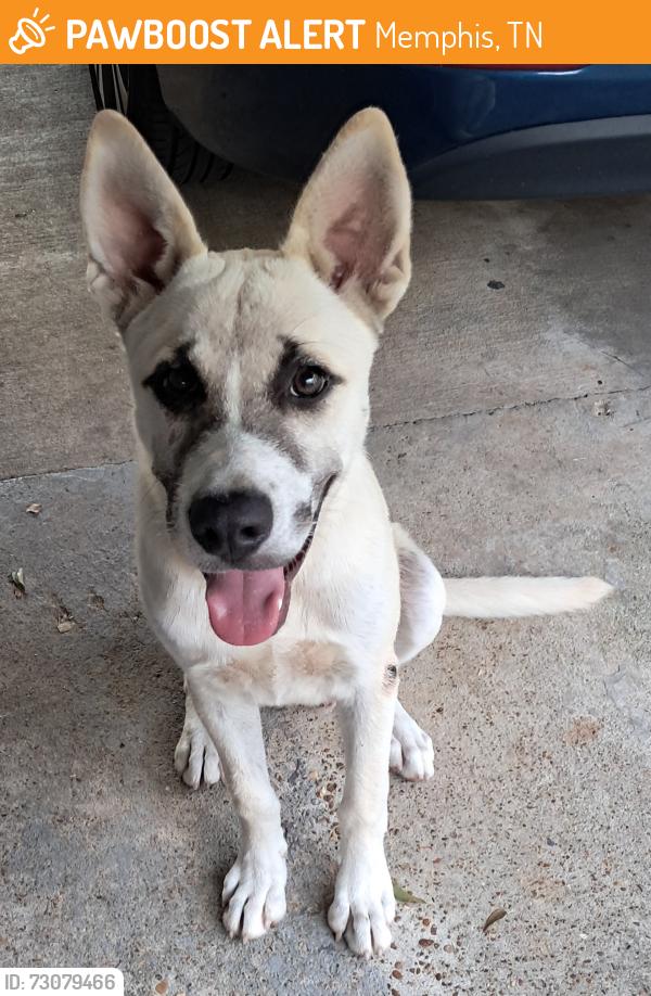Found/Stray Male Dog last seen Sumter & Given, Memphis, TN 38122