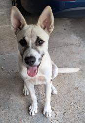 Found/Stray Male Dog last seen Sumter & Given, Memphis, TN 38122