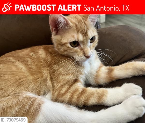 Lost Female Cat last seen Glass, San Antonio, TX 78204