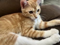 Lost Female Cat last seen Glass, San Antonio, TX 78204