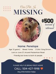 Lost Female Dog last seen Packenham Rd & 3rd Street in Violet, Violet, LA 70092