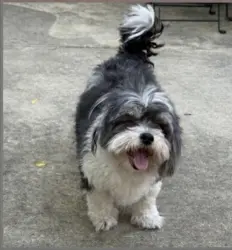 Reunited Male Dog last seen 56th Street and 32nd Avenue, Queens, NY 11377