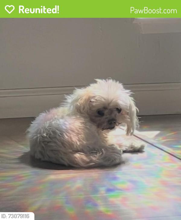 Reunited Female Dog last seen 11th & Taylor st, San Jose, CA 95112