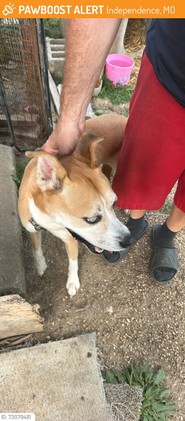 Found/Stray Female Dog last seen Crossing the road of independence on Truman Road, Independence, MO 64050