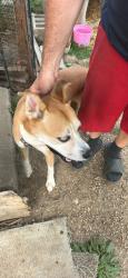 Found/Stray Female Dog last seen Crossing the road of independence on Truman Road, Independence, MO 64050