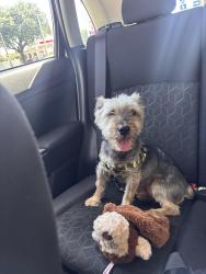 Found/Stray Male Dog last seen Walgreens on SW Military / Flores St, San Antonio, TX 78221