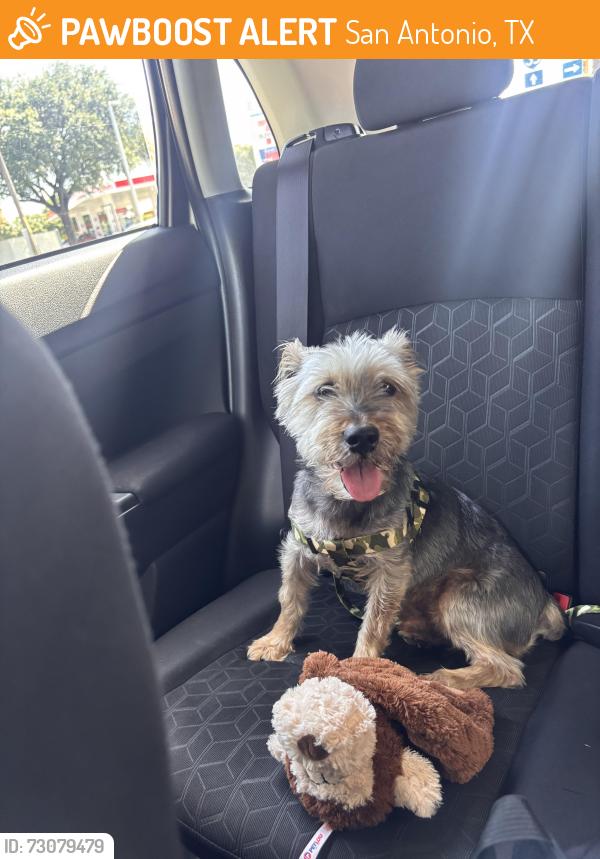 Found/Stray Male Dog last seen Walgreens on SW Military / Flores St, San Antonio, TX 78221
